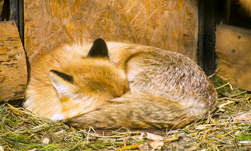 What does the fox dream about?
