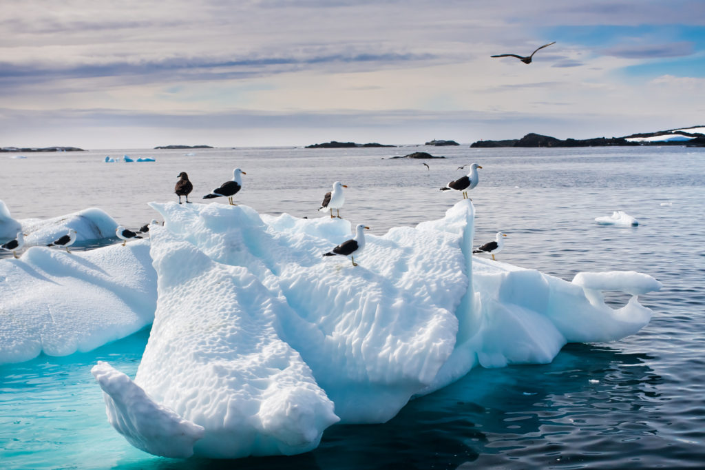Antarktida hikoyasida yashaydigan hayvonlar