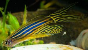 Zebrafish i peshkut akuariumi: llojet e zebrafishit, kujdesi, riprodhimi