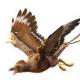 Te niesamowite starożytne ptaki publikują post o starożytnych ptakach