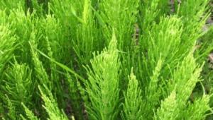 Beneficial and medicinal properties of horsetail and contraindications for use