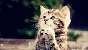 Katzenmaniküre: Alles, was Besitzer über das Trimmen ihrer Krallen wissen müssen