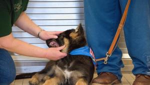 Weaning a German Shepherd puppy from biting its owner's legs
