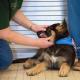 Weaning a German Shepherd puppy from biting its owner's legs
