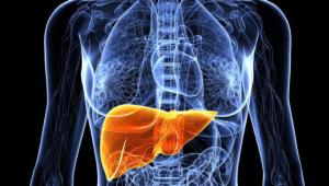 Where does fatty liver begin?