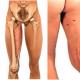 Anatomie des femoralen Adduktorenmuskels