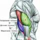 How does the triceps brachii muscle work?